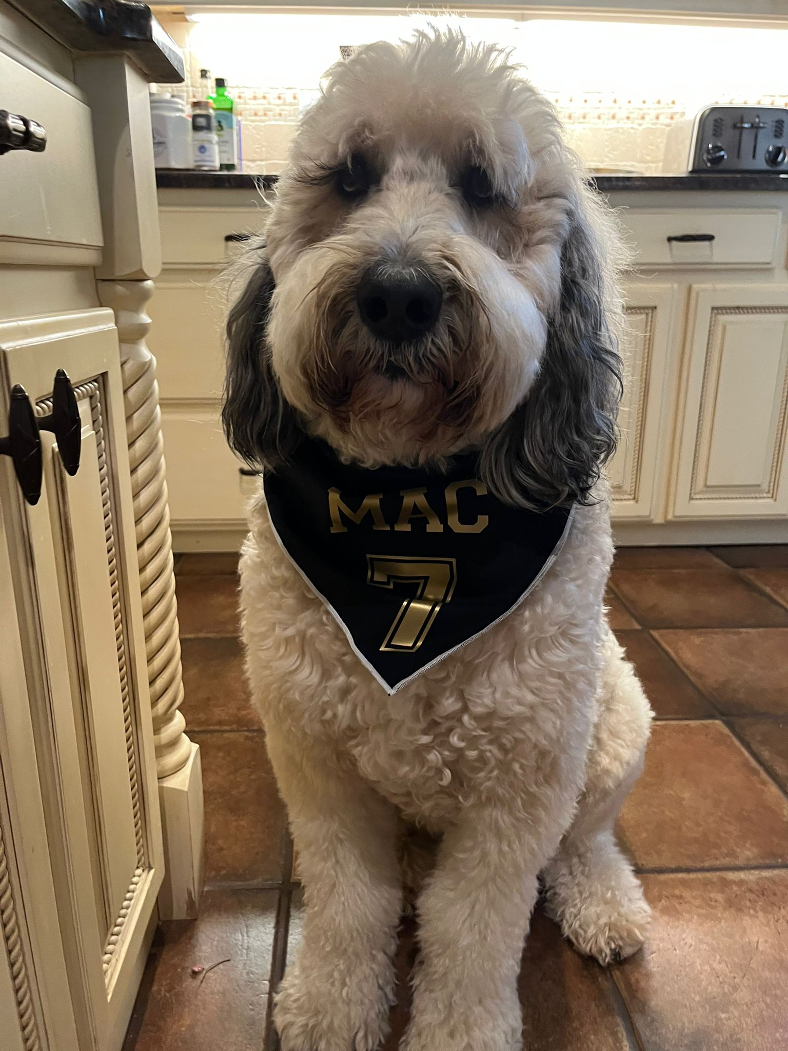Mac The Doodle